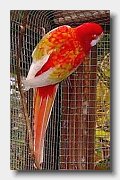 rosella rot